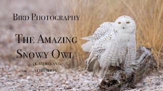 Winter Bird Photography - Snowy Owls