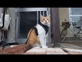 門番をする猫