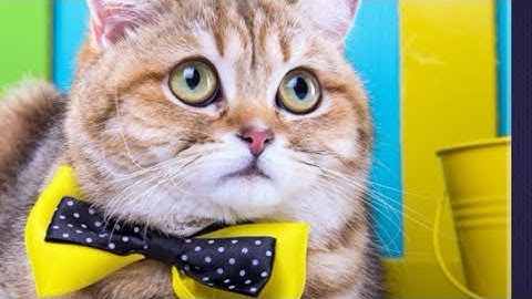 Magic Jigsaw Puzzles 01 CAT