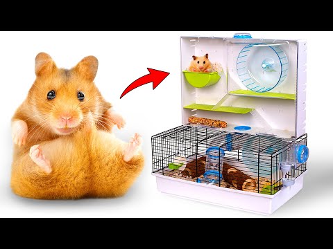 Video Món Đồ Siêu Đỉnh Cho Các Bé Hamster Nhà Bạn: Ngôi Nhà... - youtube