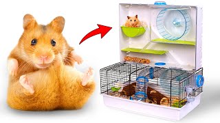 Món Đồ Siêu Đỉnh Cho Các Bé Hamster Nhà Bạn: Ngôi Nhà Giải Trí Cho Chuột Hamster!