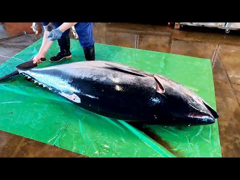 東港巨大黑鮪魚龍骨切割Amazing Bluefin Tuna Keel Cutting - 宏源生魚片