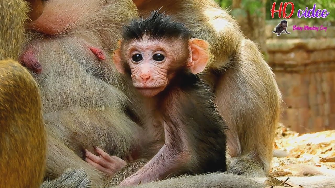 Woow Sweetpea's brother baby monkey Polino 100% face look like SP-How cute baby Polino