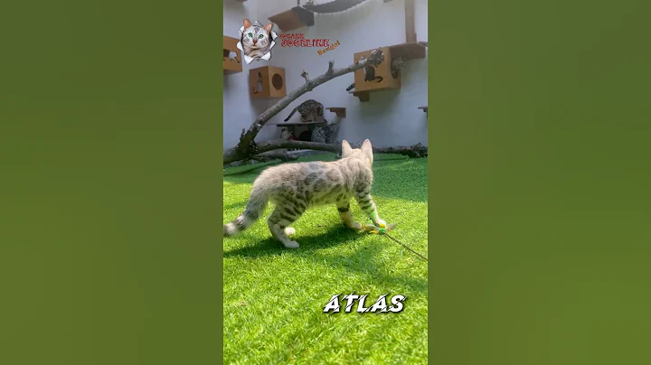 Video 10039971: bengalcat cat cute kitten, cat bengalcat funny kitten, bengalcat cat pet, kucing