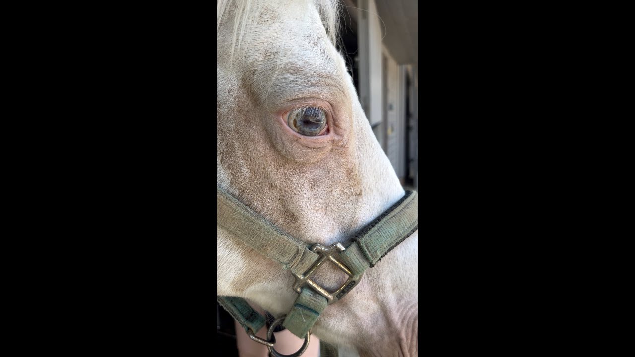 Экстренная помощь лошади! Это Эсме