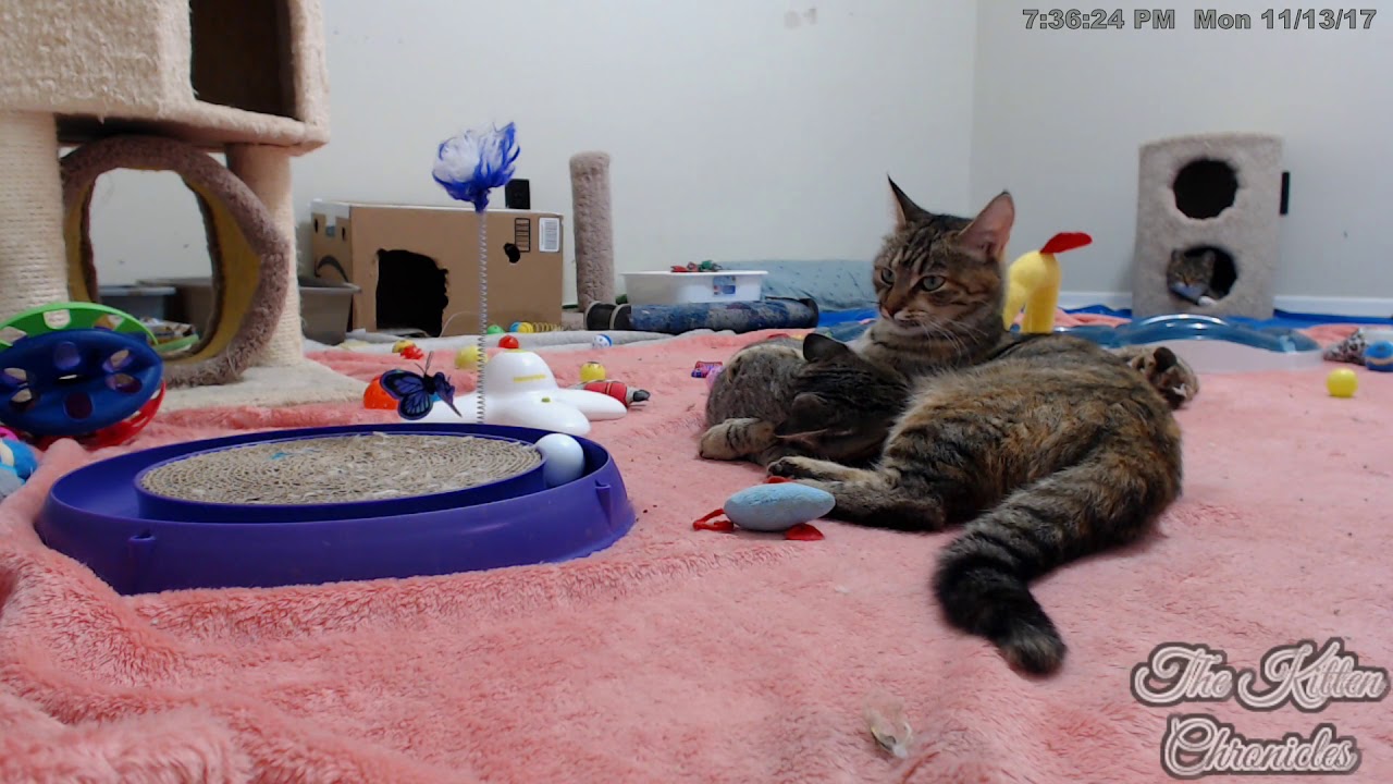 Determined Kitten Won't Stop Nursing YouTube