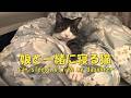 いつも娘と一緒に寝る猫 私のところには来てくれません 暴れ猫/保護猫ハナ♂