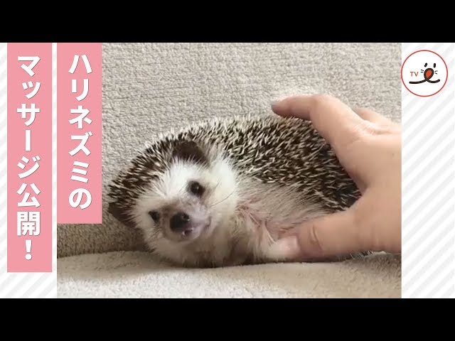 ハリネズミもマッサージができる…♡【PECO TV】 - YouTube