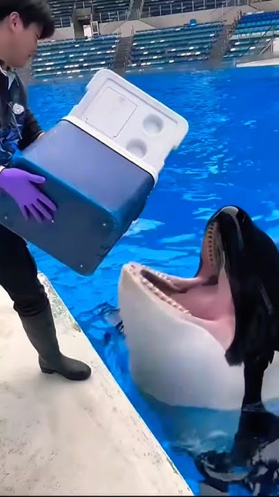 Why Do Orcas in Captivity Eat Ice?#wildlife - YouTube