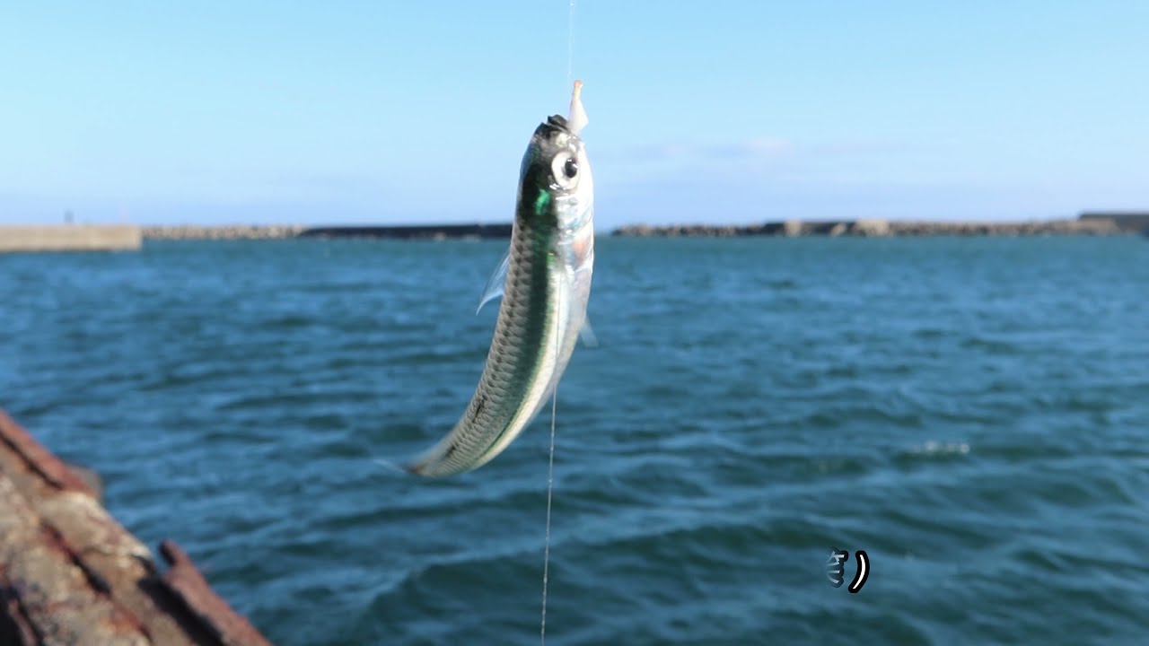キャンプヒル camphill 魚釣り camphill wooden toy fishing | Barnshelf バーンシェルフ