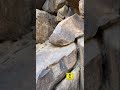 استخراج خلية نحل جبلي في الصخور وطريقة اخراج الملكه استخراج خلية نحل جبلي في الصخور وطريقة اخراج الملكه