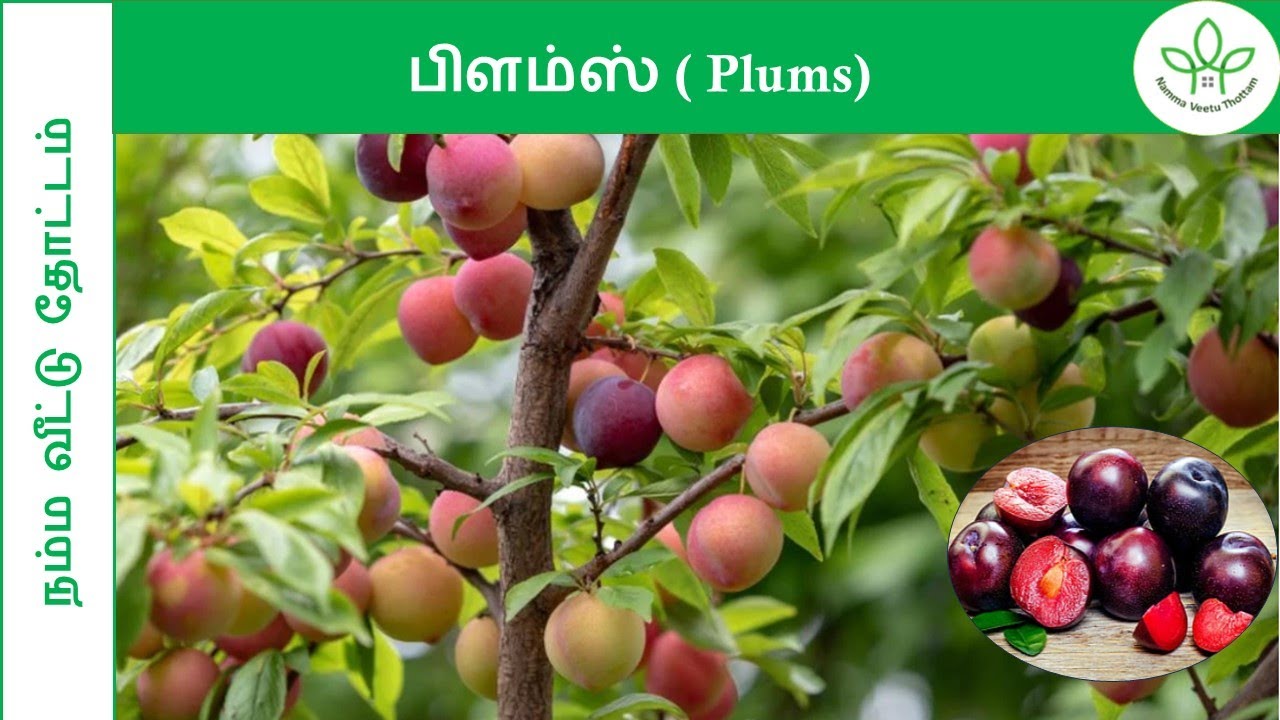 Plums Ooty Apple Aloo Bukhara Grow plums-ooty-apple-aloo-bukhara-grow
