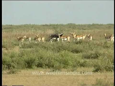 Madhya Pradesh | Wildlife Sanctuary | Karera Wildlife Sanctuary video