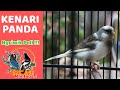 Masteran Kenari Panda Paling Gacor Ngriwik Poll Mp3 - Mp4 Download