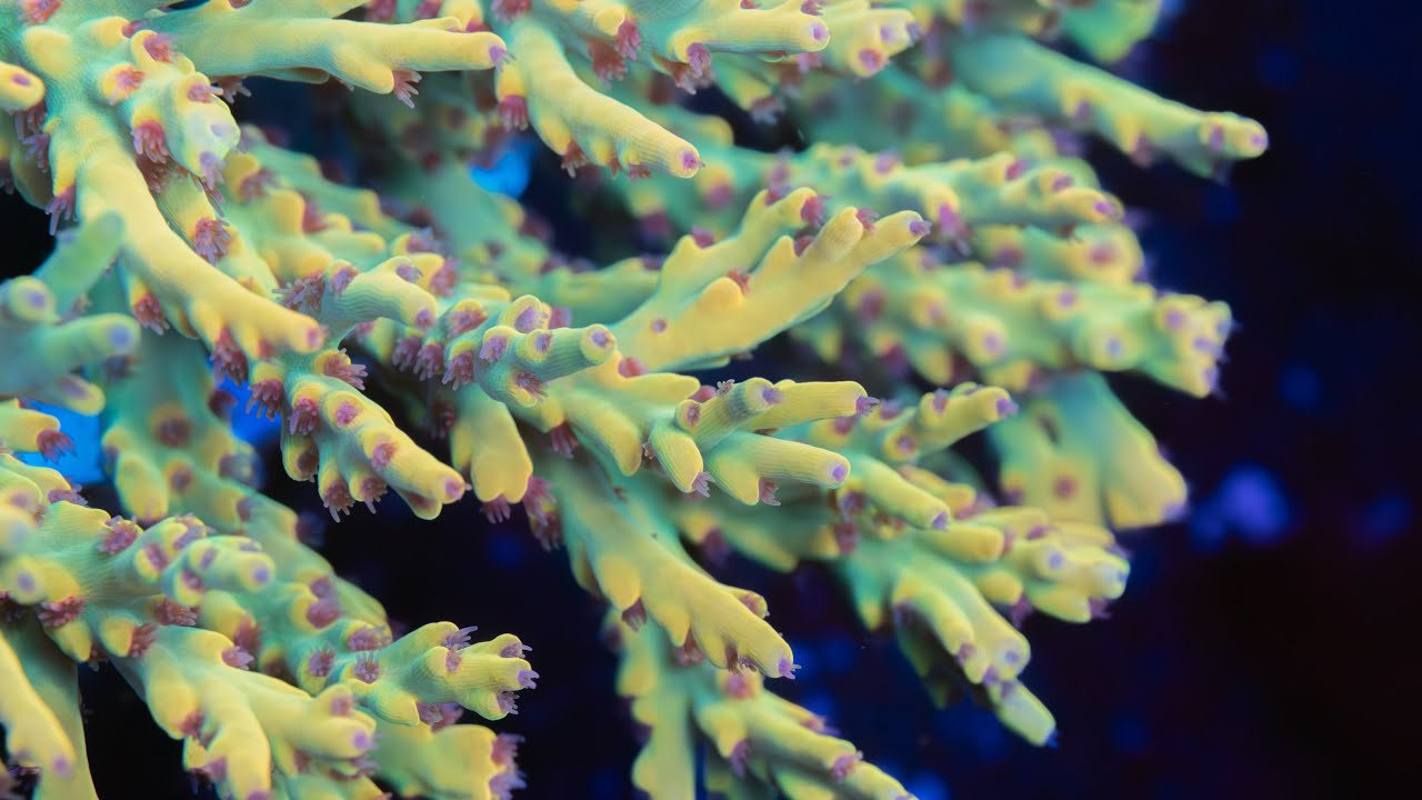 Tour My Massive 900 Gallon Coral Farm | High-End Acropora & More