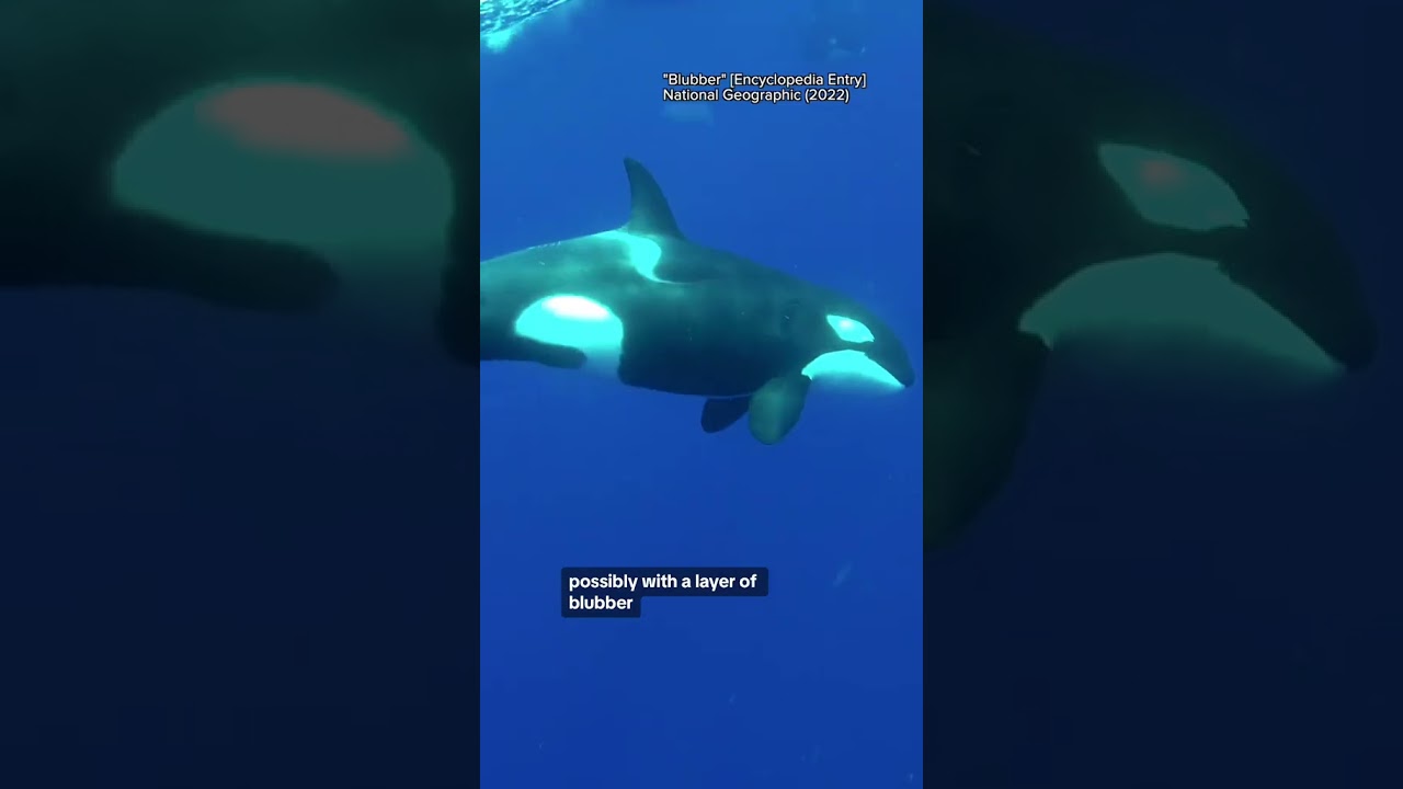 What "real" mermaids would look like?