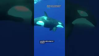 Famous What "real" mermaids would look like? Profile