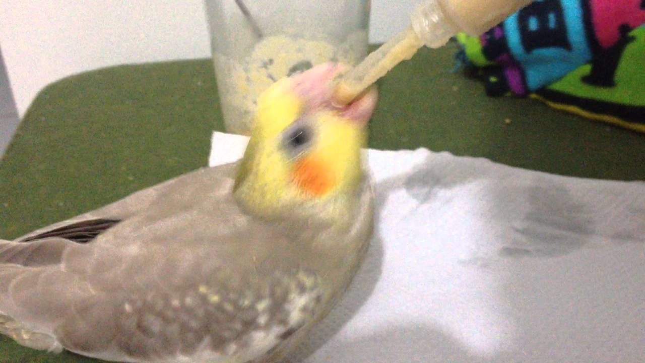 O Que Dar Para Calopsita Filhote Comer