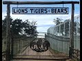 About Lions Tigers & Bears