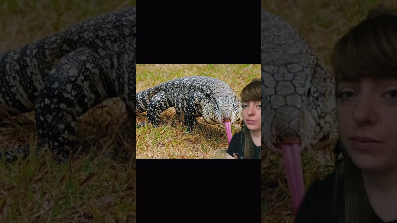 Which Reptiles Make Good Pets (FOR ME!) - YouTube