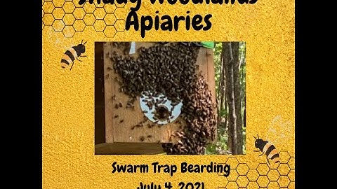 Layens Swarm Trap Bearding July 4, 2021