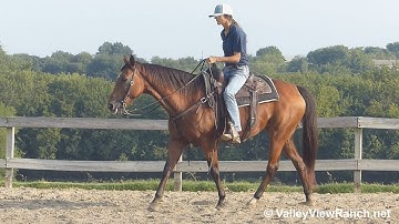 Justa Smart Buy - easy jog, lope-offs, big stop, turns! - ValleyViewRanch.net