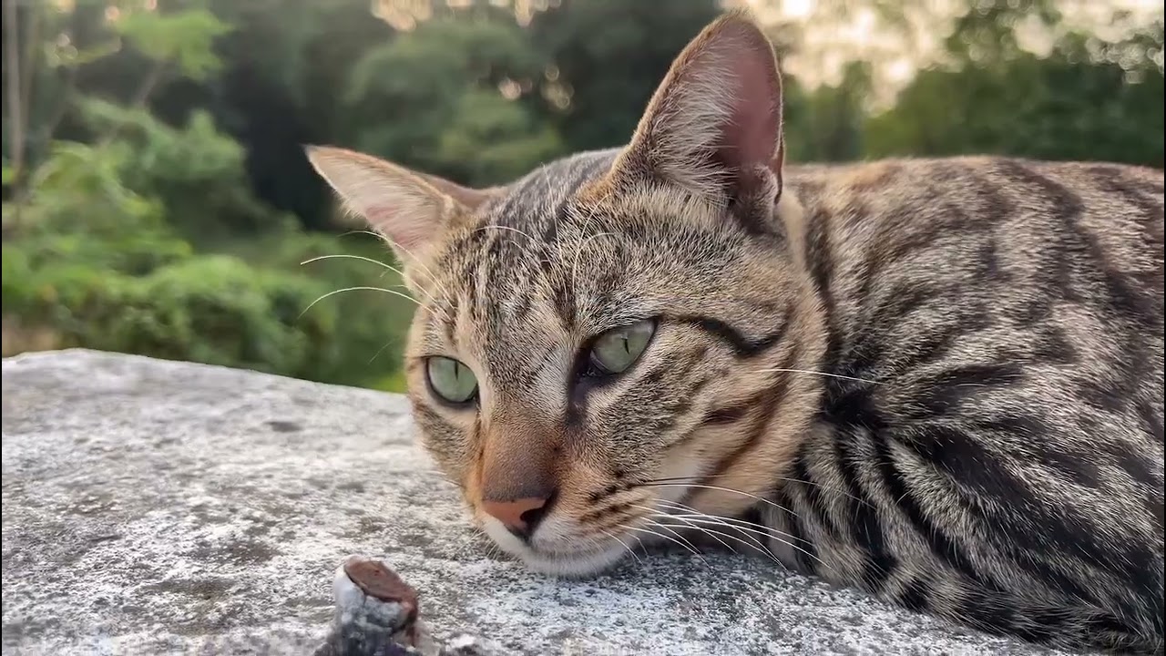 Editing tutorial | CapCut | Export Settings 