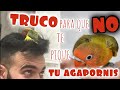 🤷¡¡Cómo hacer que NO me PIQUE mi AGAPORNIS!!🦜 ☑️Truco INFALIBLE‼️