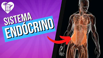 Quais são as principais funções do sistema endócrino?