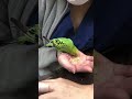 ③セキセイインコのピーちゃんの治療、ハンドリング、ハンドフィーディング