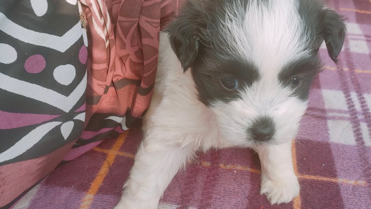 Crazy dog friend🐶🤣👍