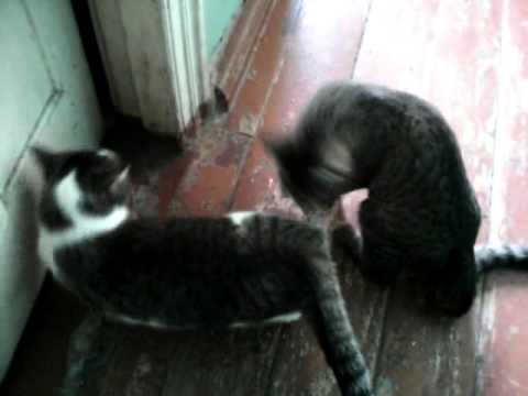 Оральный секс у кошек/Oral cats