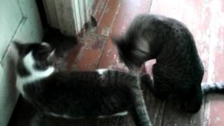 Оральный секс у кошек/Oral cats Оральный секс у кошек/Oral cats