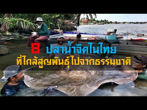 8 ปลาน้ำจืดในไทย ที่ใกล้สูญพันธุ์ไปจากธรรมชาติ