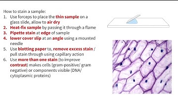 Microscope slide preparation and staining - OCR A A-Level Biology Module 2 Cell structure