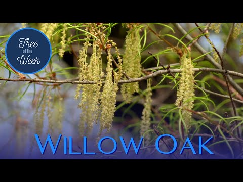 Video: Informace o Willow Oak Tree: Přečtěte si o péči o strom Willow Oak v krajině