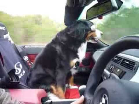 オープンカーに乗る犬 Youtube