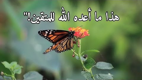 ﴿إِنَّ لِلْمُتَّقِينَ مَفَازًا﴾ | نجاة وفوز عظيم في الآخرة 🌿 | سورة النبأ - الآية 31