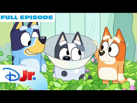Bluey FULL EPISODE | Muffin Has to Wear a Cone of Shame! 🥺 | @disneyjr  x @BlueyOfficialChannel