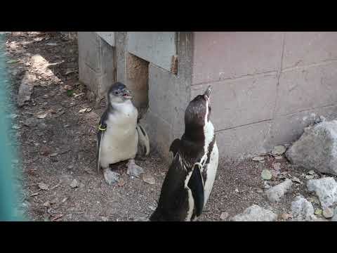 Video: Mga Zoo Gumamit Ng Animal Acupuncture Upang Tulungan Ang Mga Penguin Na Pakiramdam Ang Pinakamahusay Nila