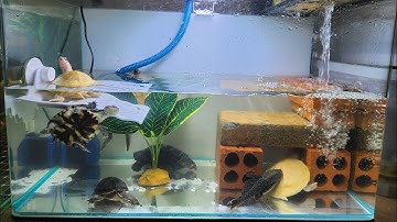 Hướng dẫn nuôi Rùa Nước - Rùa bán cạn chi tiết và đơn giản nhất 2025 