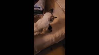Britley - Siamese Mix Kitten - SPCR by PurebredCatRescue 135 views 5 months ago 52 seconds