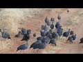 Vulturine Guineafowl family meeting, Samburu August 2018