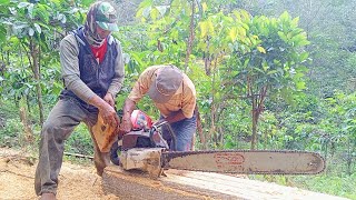 ISI AMUNISI DAN GASS LAGI ‼️ PROSES MENGGERGAJI KAYU UNTUK BAHAN RUMAH