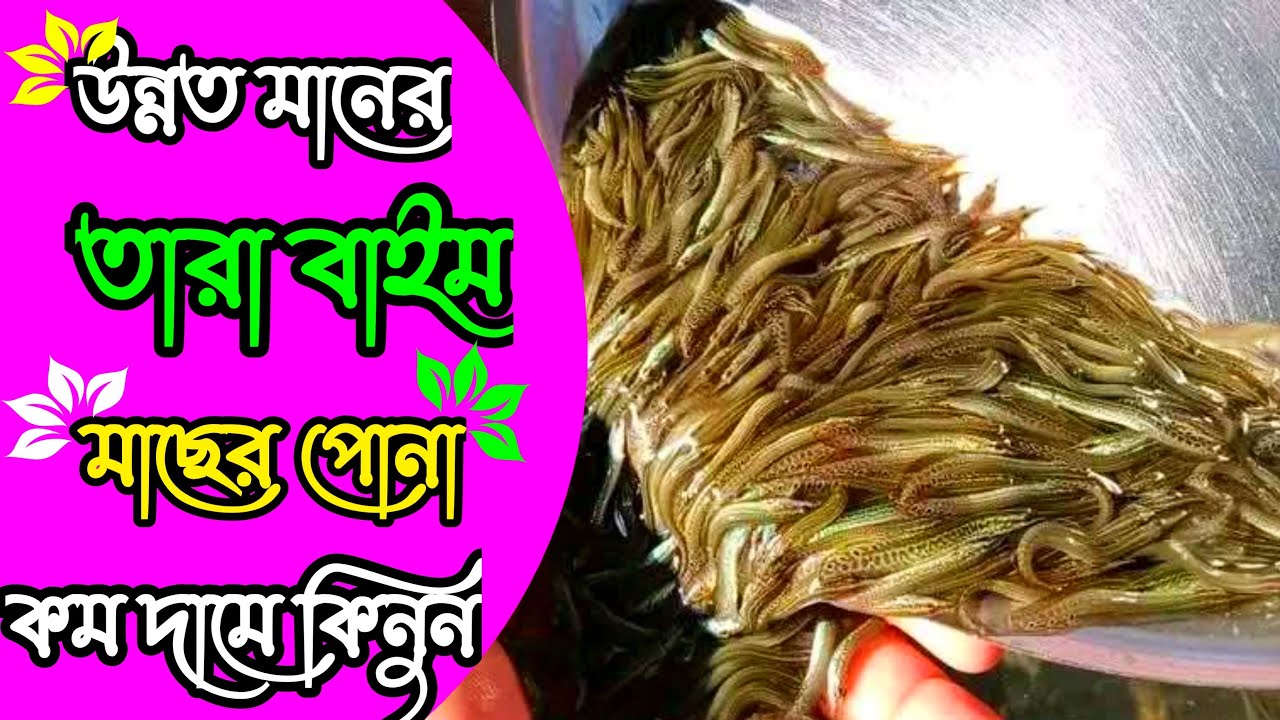 উন্নত মানের তারা বাইম মাছের পোনা কম দামে কিনতে এখনি অর্ডার করুন 01712791957