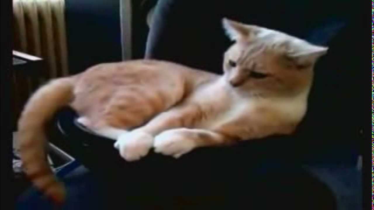 видео кот под музыку. кошка объебошка гиф. видео кот под музыку. видео кот под музыку. кот пианист фатсо.