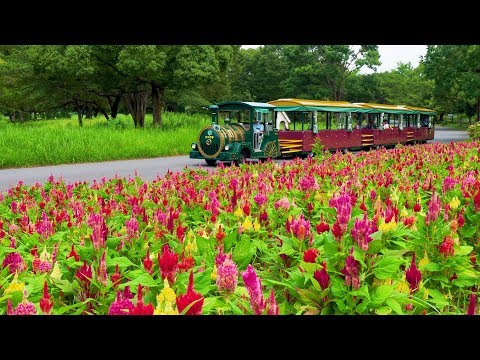 TOKYO.Blooming Flowers through the Extreme heat of Summer at Showa Kinen Park. #4K #酷暑 #猛暑