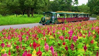 TOKYO.Blooming Flowers through the Extreme heat of Summer at Showa Kinen Park. #4K #酷暑 #猛暑