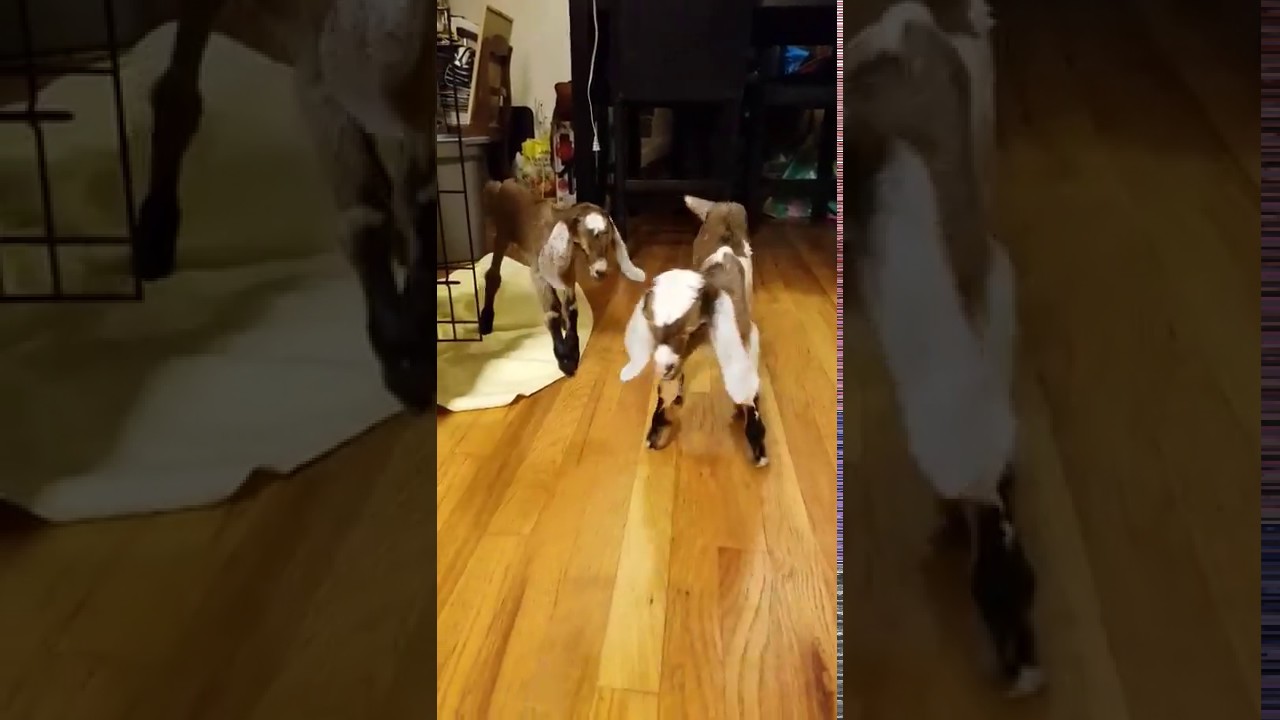 baby learning to walk on hardwood floors