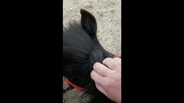 How to Trim a Miniature Horse